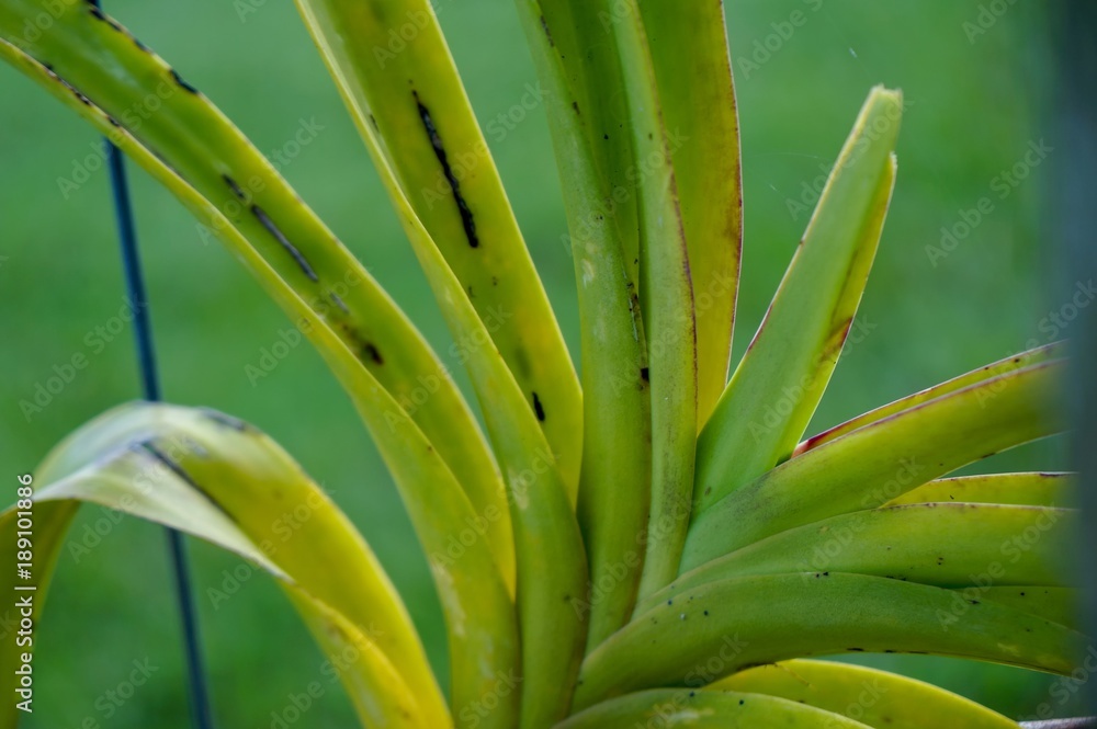 Obraz premium orchid leaf