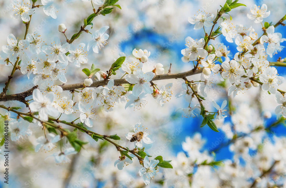 Sakura Flower or Cherry Blossom With Honey bee flying.