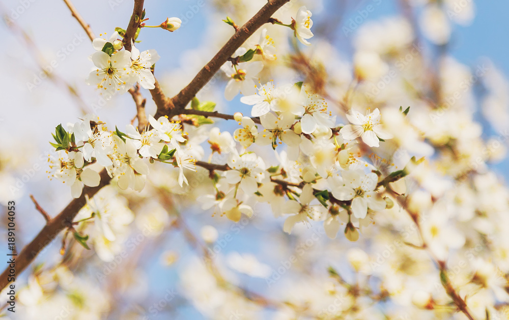 Honey bee flying to the White blooming flowers Honey bee flying to the White blooming flowers