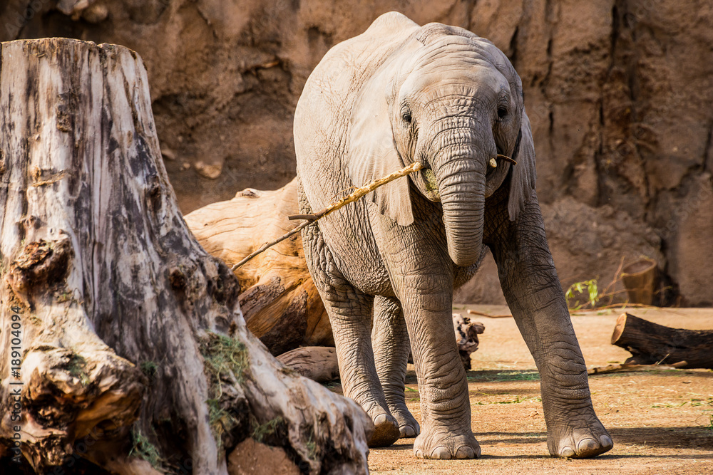 Obraz premium Baby Elephant