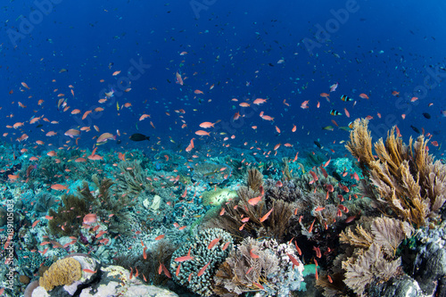 Vibrant Reef Fish and Corals in Alor, Indonesia