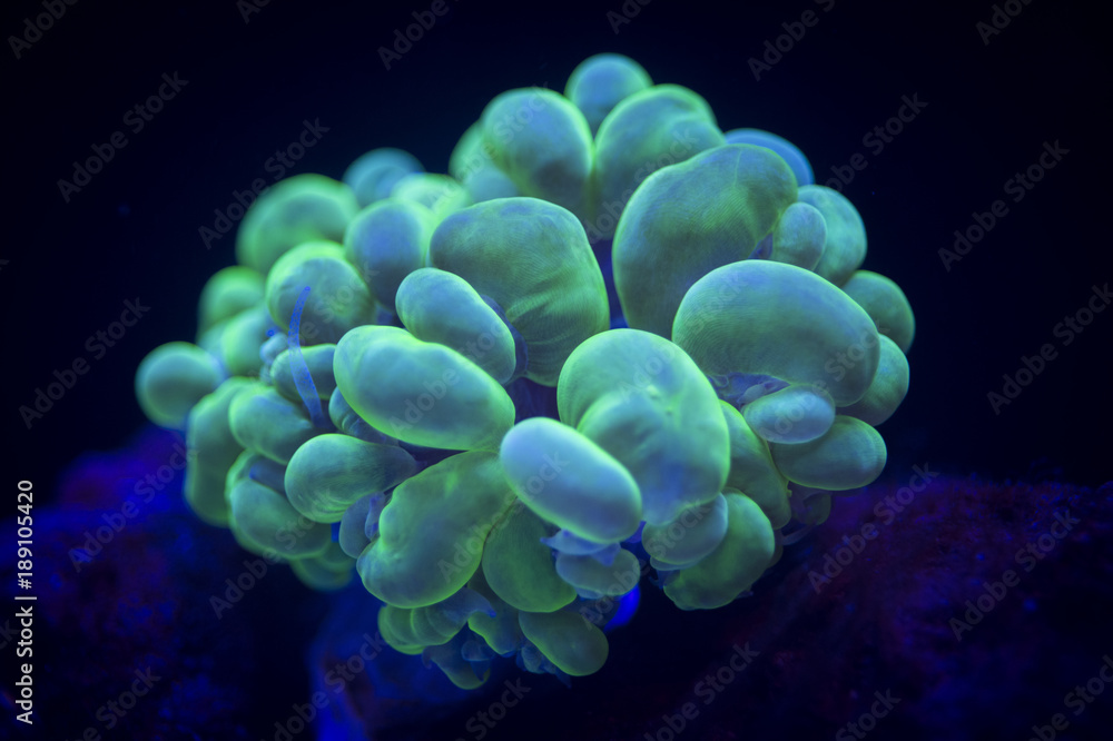 Bubble Coral