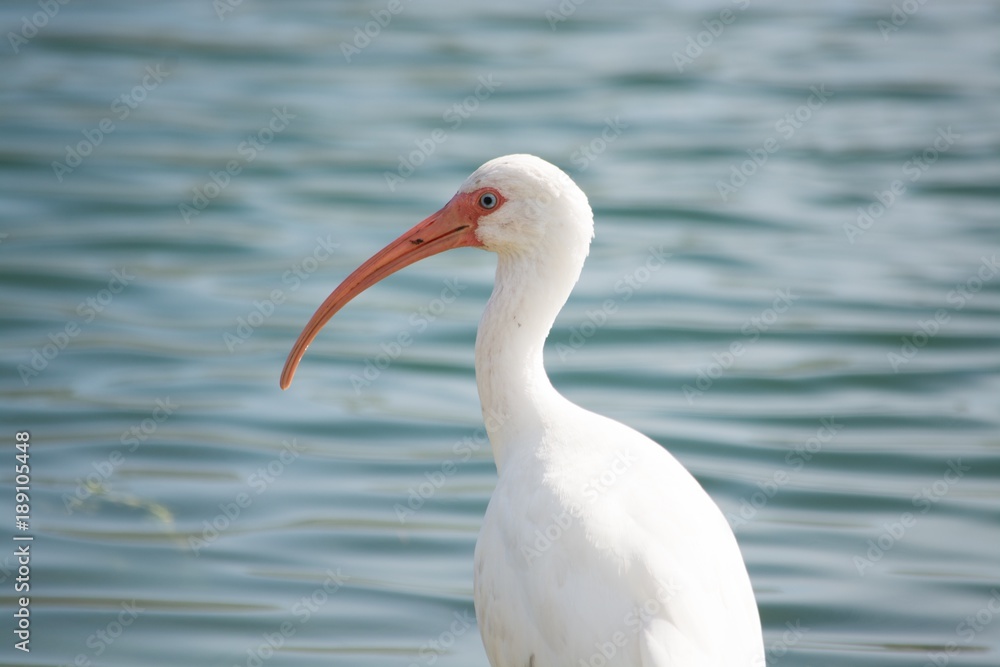 Obraz premium Curved Beak