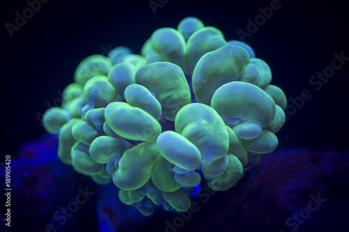 Obraz na płótnie Bubble Coral w salonie