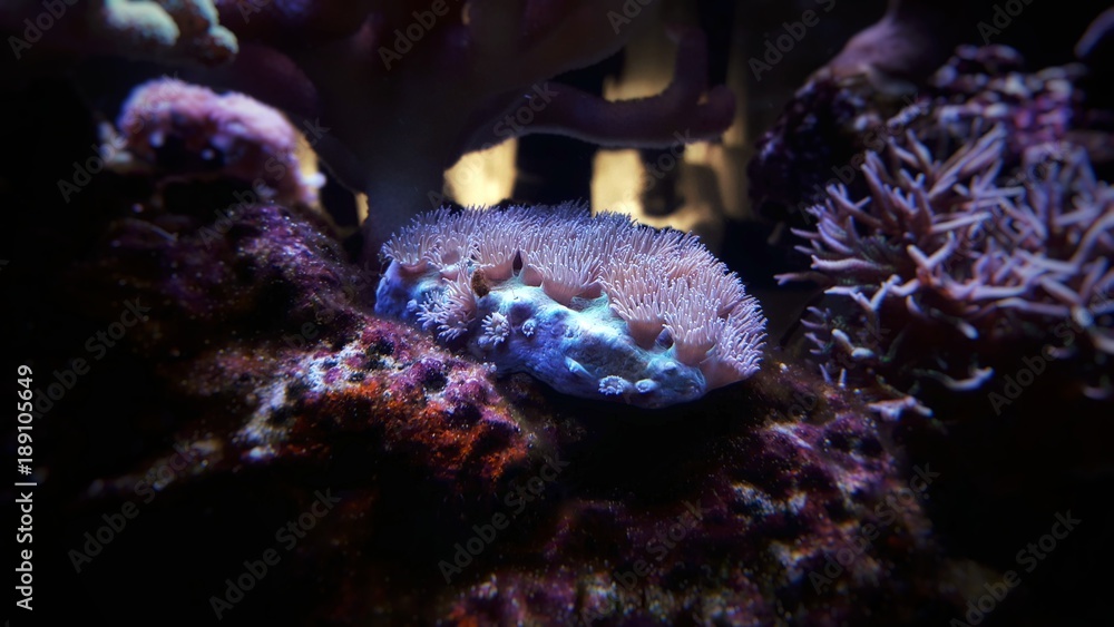 Fototapeta premium Cup coral in aquarium