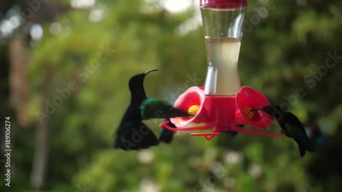 Humming-bird flying and eating nectar in slow motion on a sunny day. Bird looking camera in the eye. Filmed with GH5 Metabones Speedbooster Sigma 18-35mm ND filter Tiffen photo