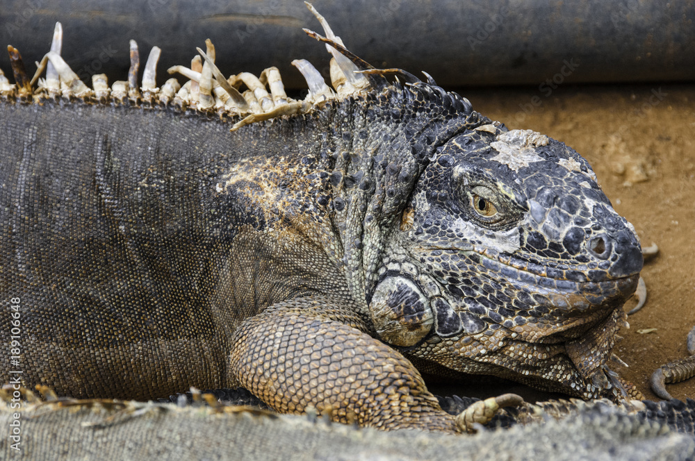 Obraz premium Lizard