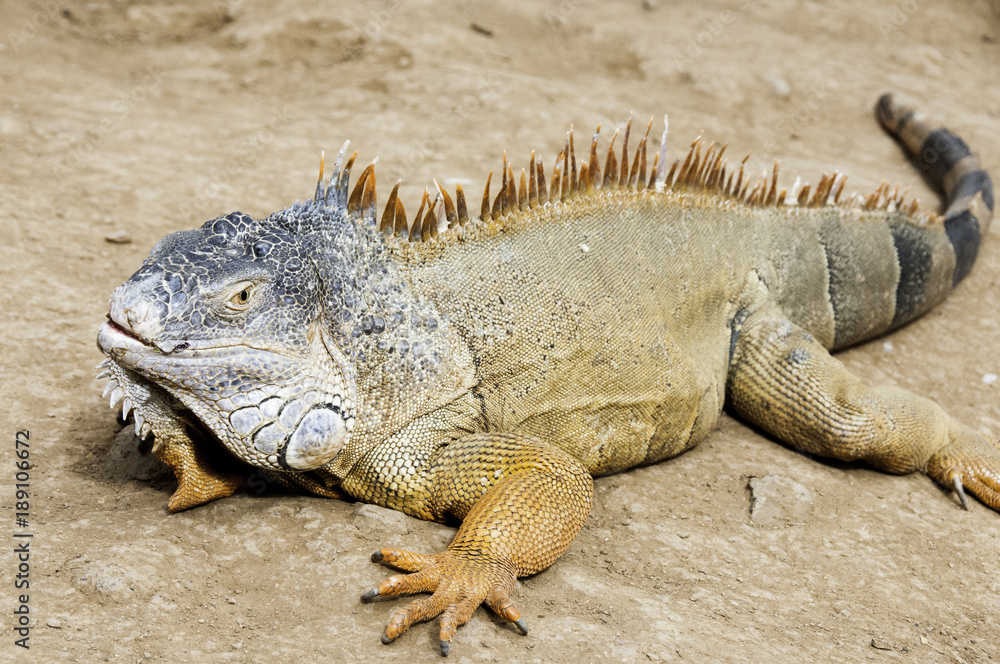 Lizard Lizard