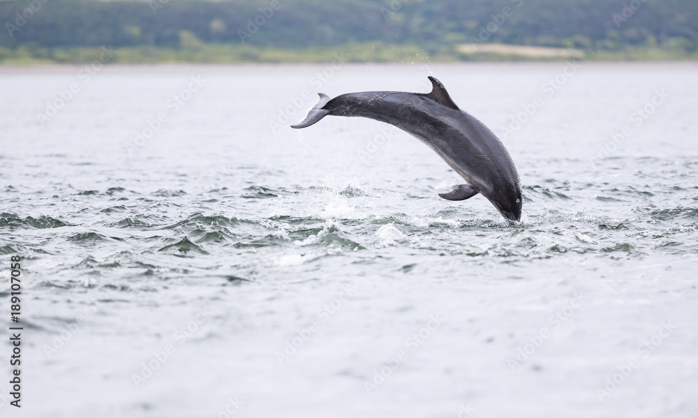 Fototapeta premium wild bottlenose dolphin tursiops truncatus
