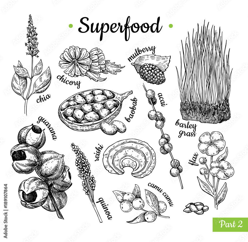Superfood hand drawn vector illustration. Botanical isolated ske Stock ...