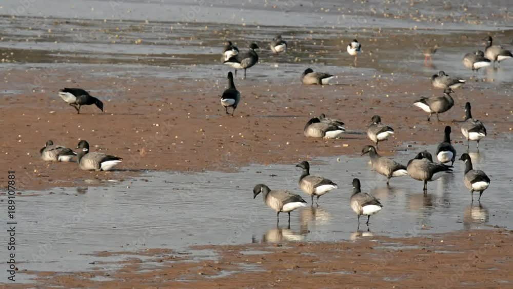 Brent Goose, Branta bernicla Brent Goose, Branta bernicla