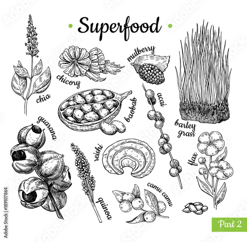Superfood hand drawn vector illustration. Botanical isolated ske