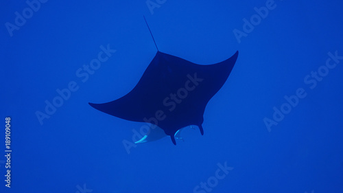 Bild auf Leinwand Black Manta in contrast with another Manta below, diving in Socorro, Mexico