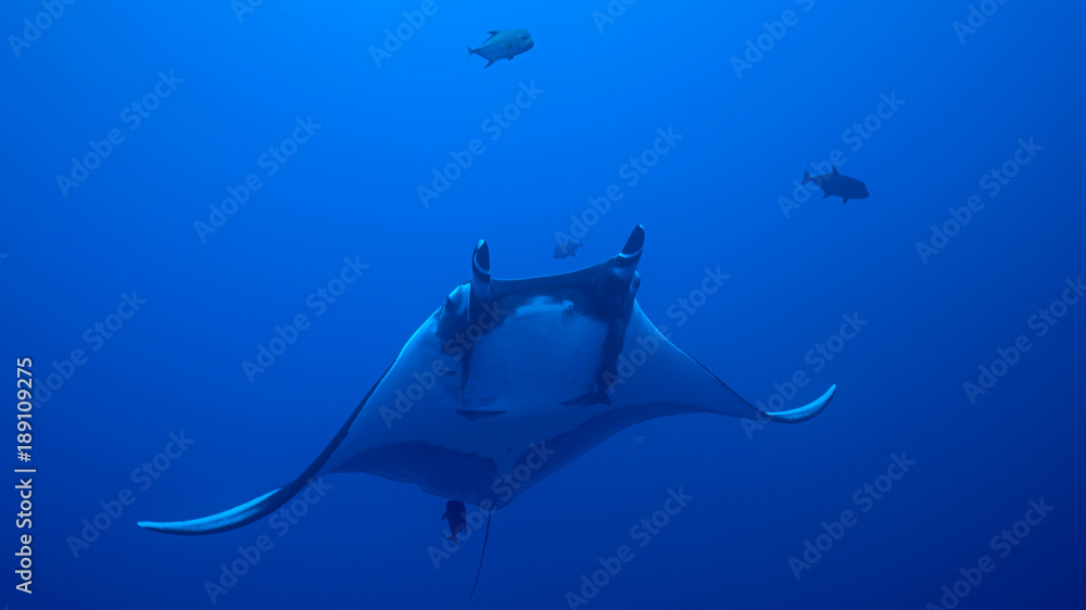 Fototapeta premium Giant Oceanic Manta Ray, diving in Socorro, Mexico. Revillagigedo Archipelago, often called by its largest island Socorro is a UNESCO world heritage site due to its unique ecosystem.