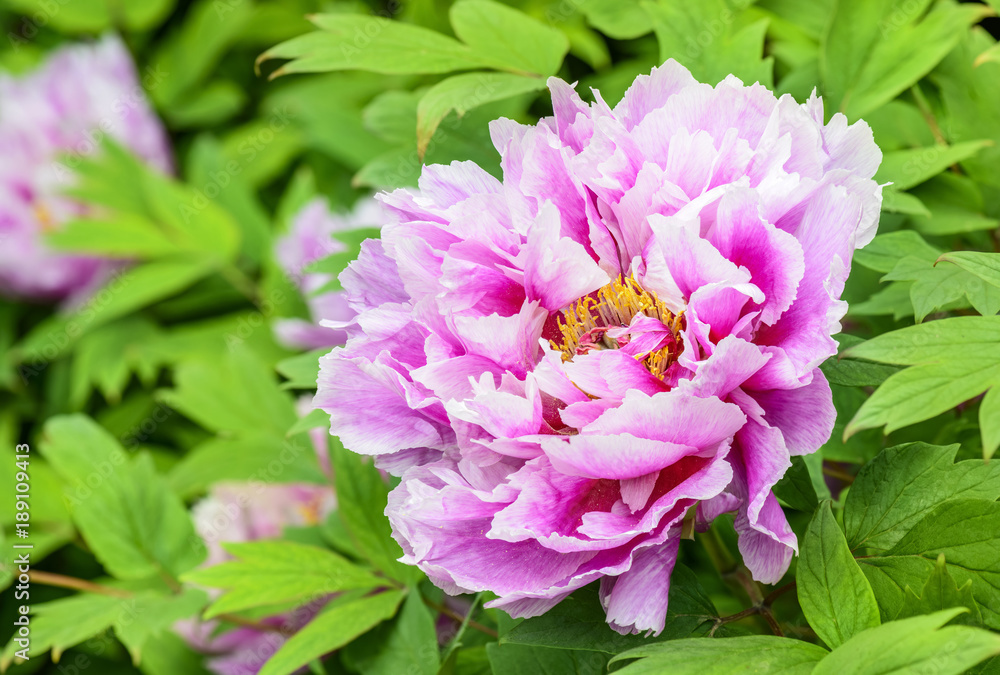 Pink peony Pink peony
