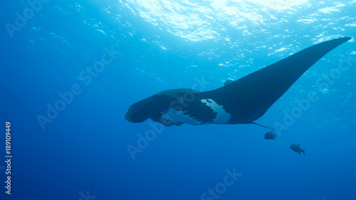 Giant Oceanic Manta Ray, diving in Socorro, Mexico. Revillagigedo Archipelago, often called by its largest island Socorro is a UNESCO world heritage site due to its unique ecosystem. © Janos