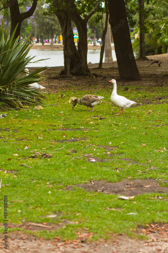 Obraz premium Animales en el parque