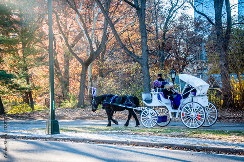 Horse carriage ride in the park