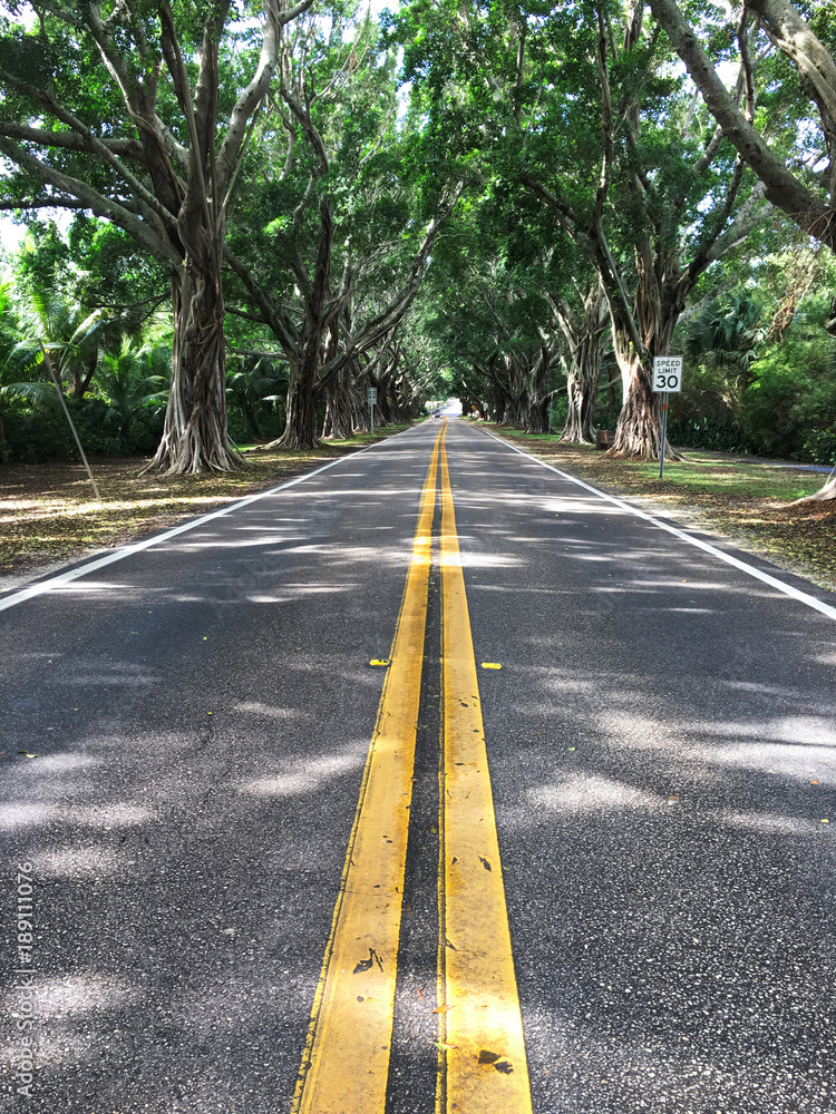 Obraz premium Lane of Banyan trees in Florida.