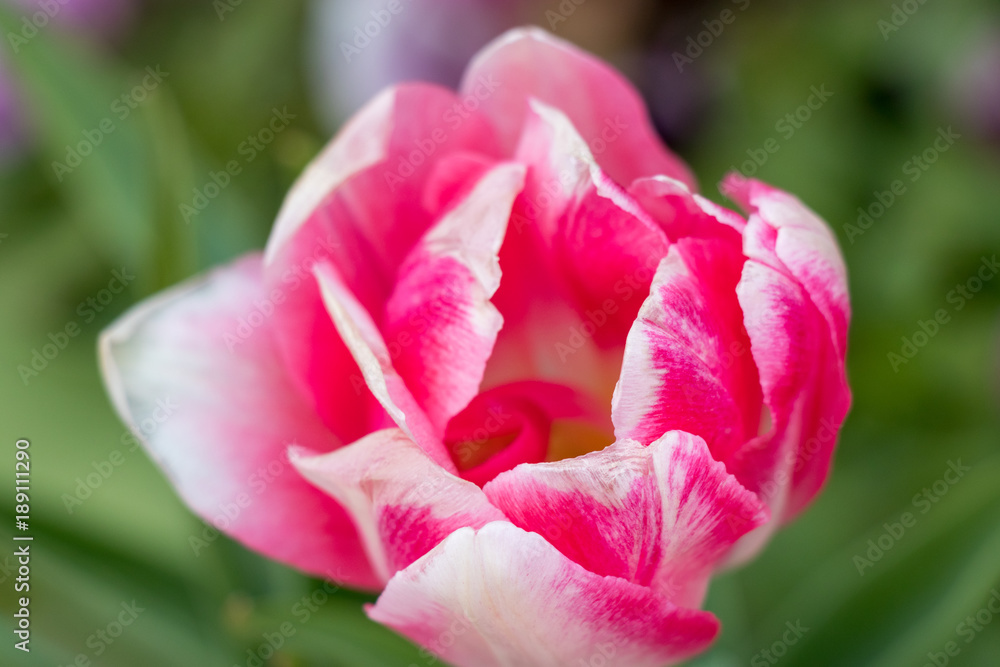 Fast blooming ice tulip