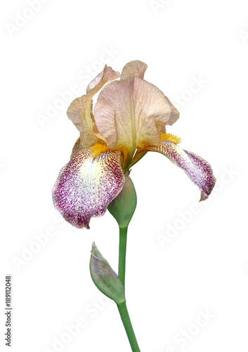 iris flower