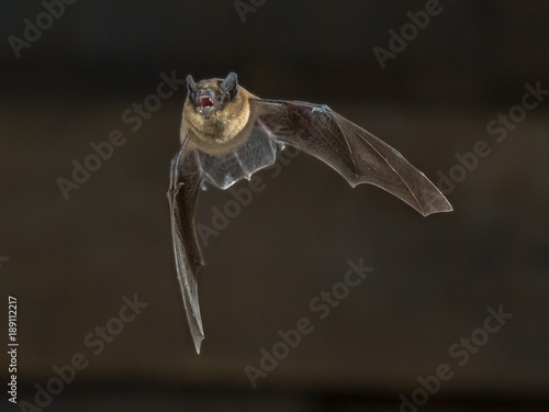 Flying Pipistrelle bat on wooden attic