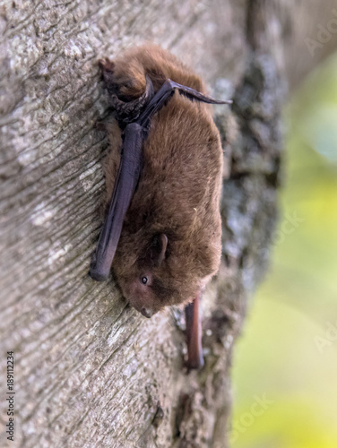 Nathusius pipistrelle bat on tree