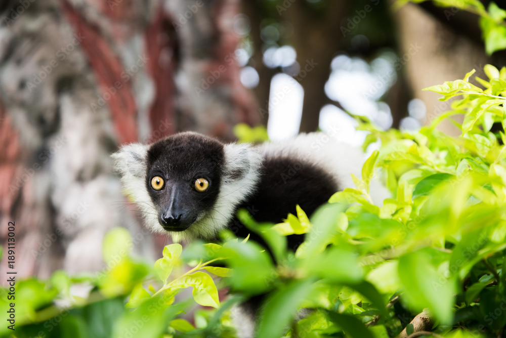 Fototapeta premium Black-and-white Ruffed Lemur