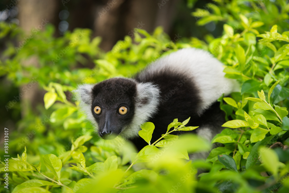 Fototapeta premium Black-and-white Ruffed Lemur