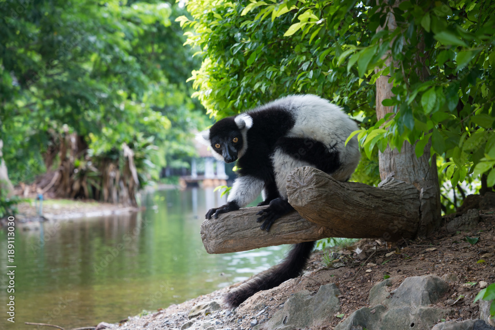 Obraz premium Black-and-white Ruffed Lemur