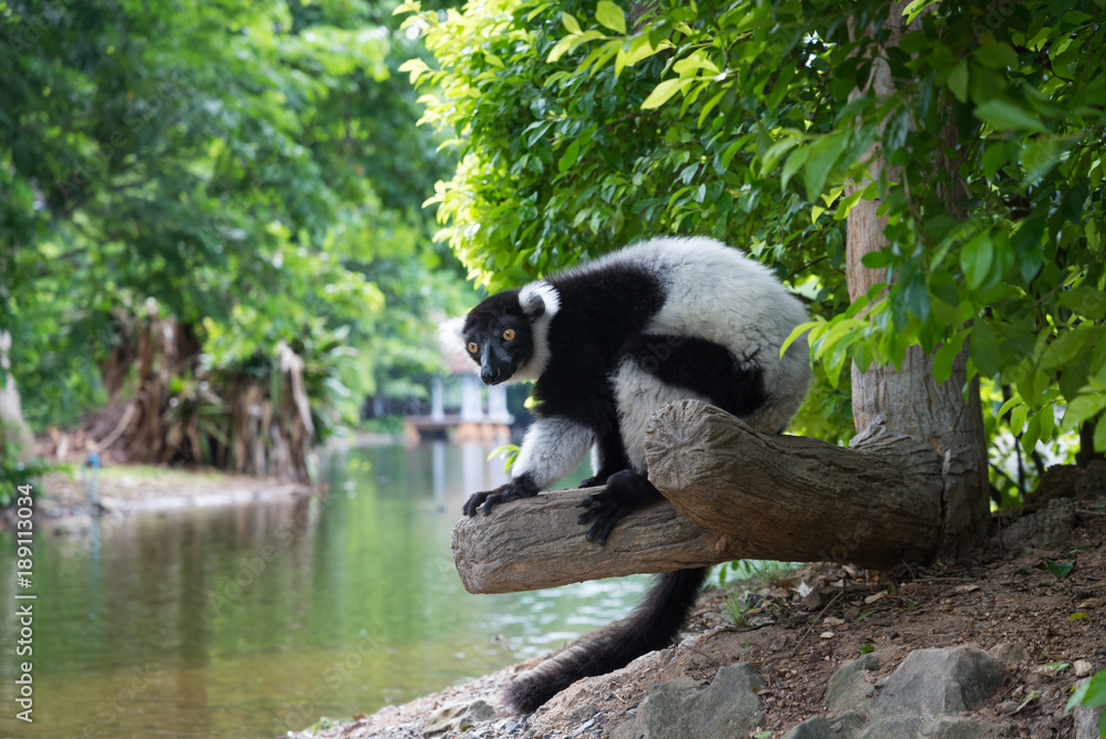Obraz premium Black-and-white Ruffed Lemur