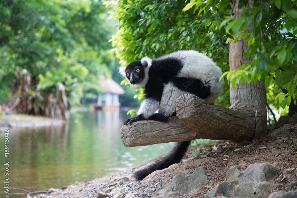 Obraz premium Black-and-white Ruffed Lemur