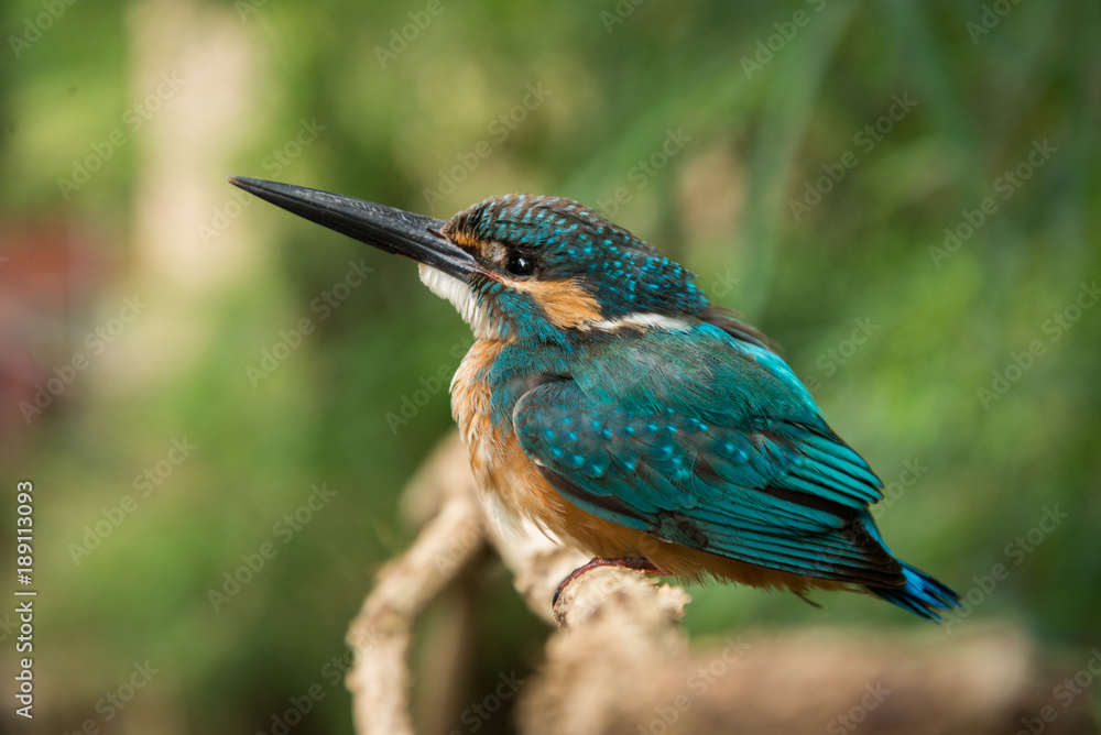 Fototapeta premium kingfisher