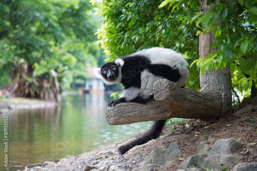 Black-and-white Ruffed Lemur photo