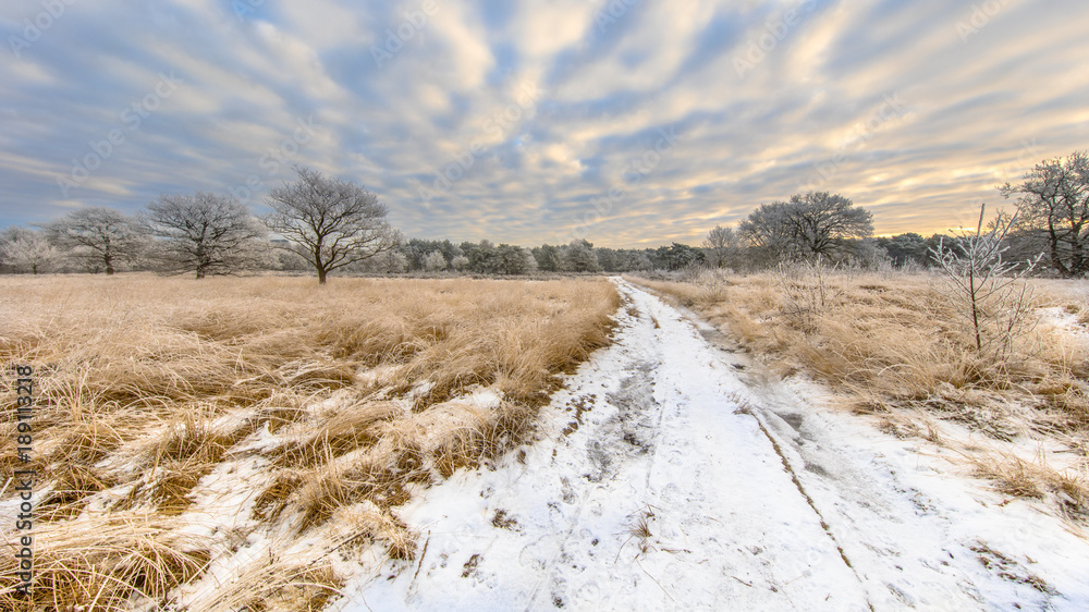 Fototapeta premium Path through Winter heathland landscape panorama Assen Drenthe