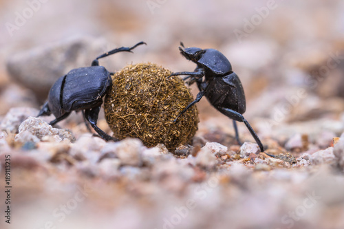 plugging dung beetles solving problems