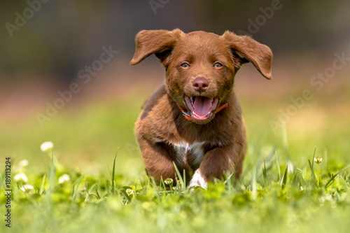 Little puppy running with flapping ears