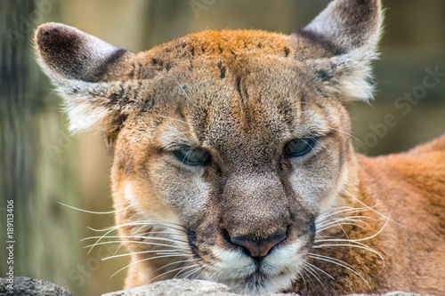 Closeup of Cougar