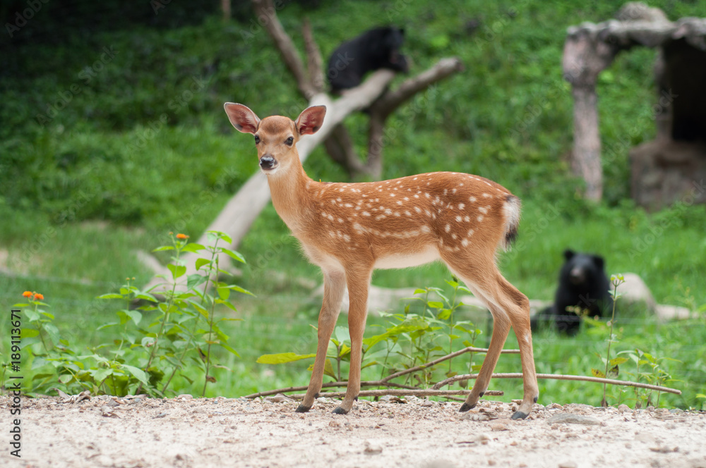 Deer Deer
