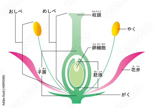 被子植物　図