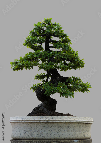 Chinese green bonsai tree at grey background