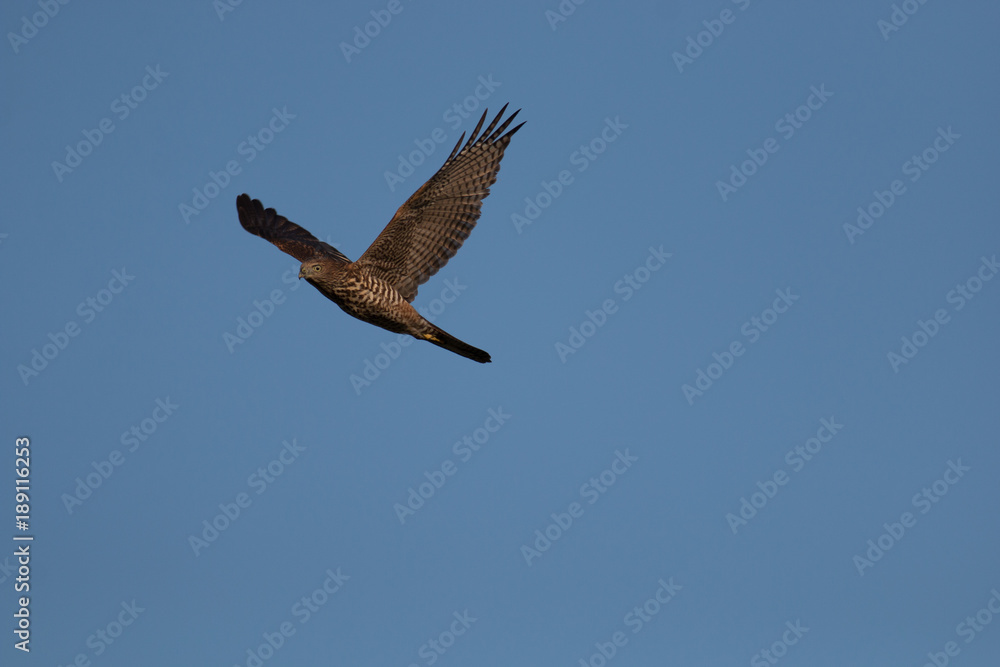 Obraz premium Brown Goshawk