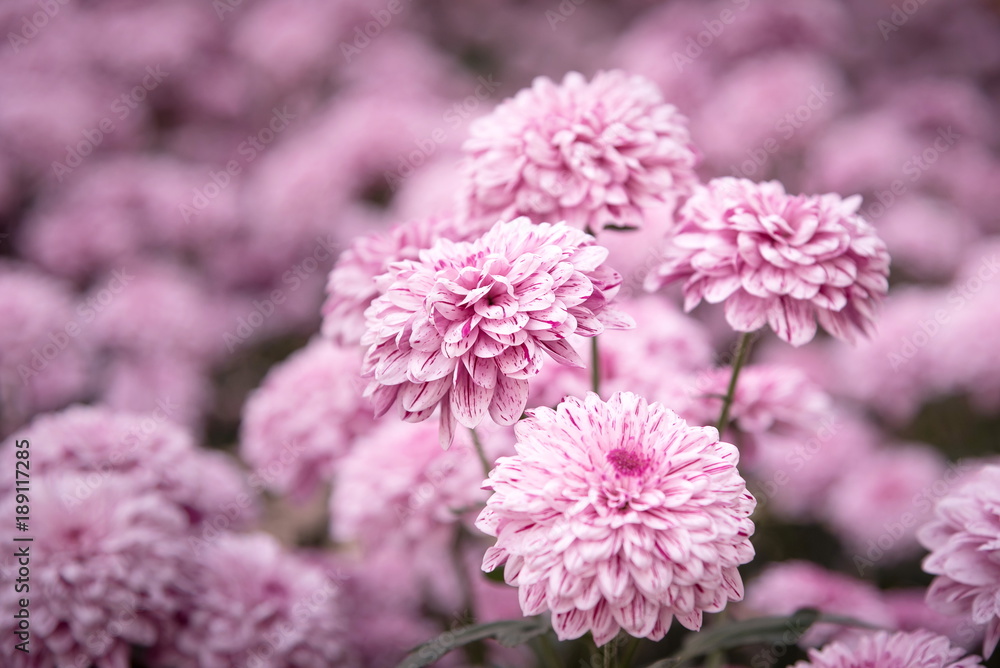 Beautiful purple Mums or Chrysanthemums. Beautiful purple Mums or Chrysanthemums.