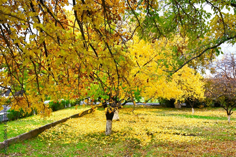 The autumn season in Yerevan city ,Armenia The autumn season in Yerevan city ,Armenia