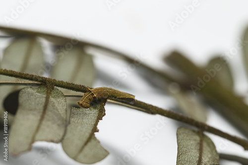 Caterpillar of common lascar butterfly ( Pantoporia hordonia ) eating leaf photo