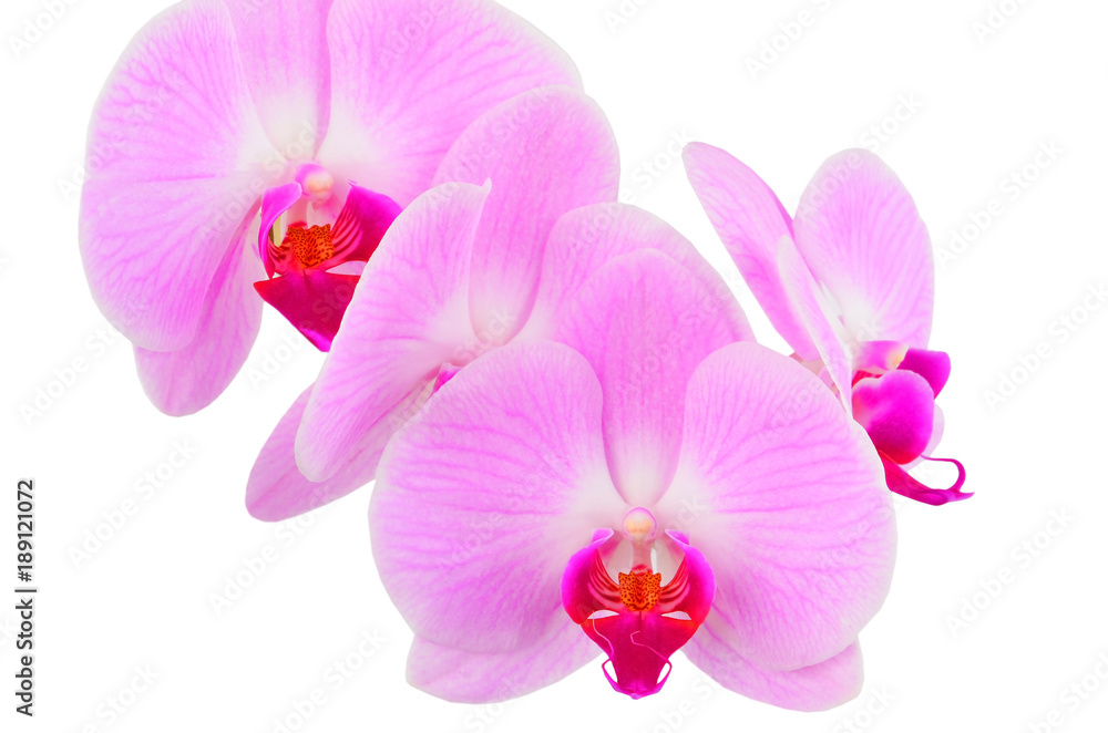 Pink orchid flower