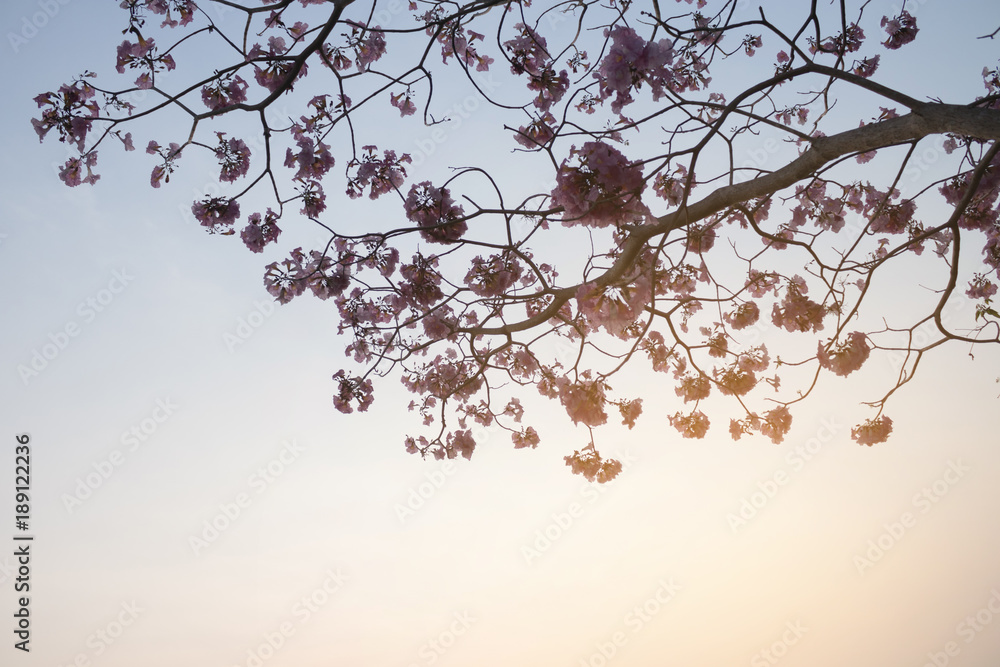 Fototapeta premium Pink flowers of tree on the winter season in Thailand.In concept flowers for background,nature.