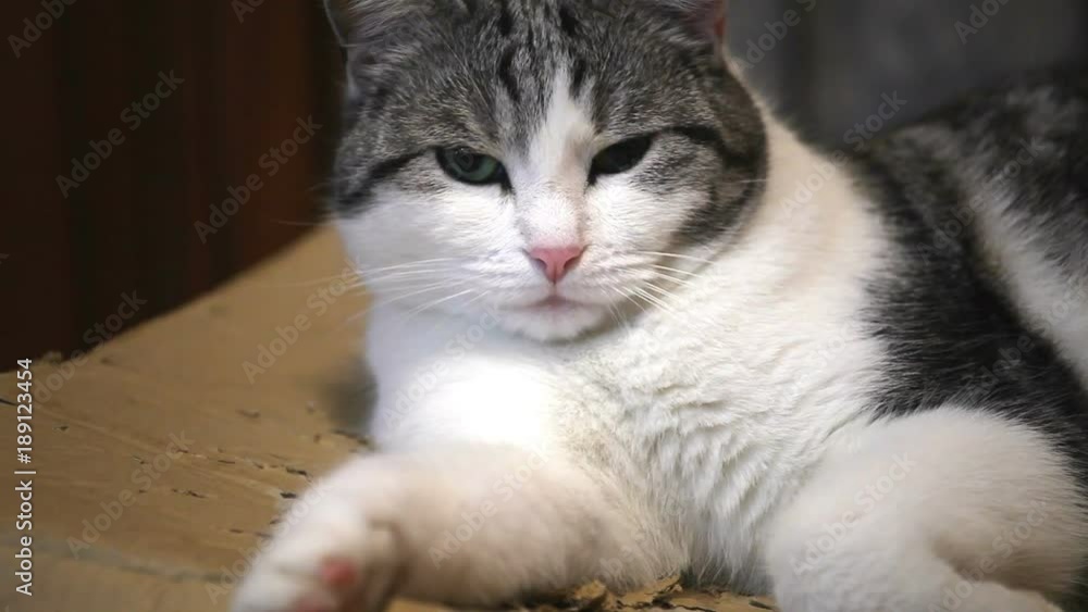A sweet kitten is relaxing over her cardboard box. It loves to sleep above the box. However it is always attentive to what happens to him around. A sweet kitten is relaxing over her cardboard box. It loves to sleep above the box. However it is always attentive to what happens to him around.