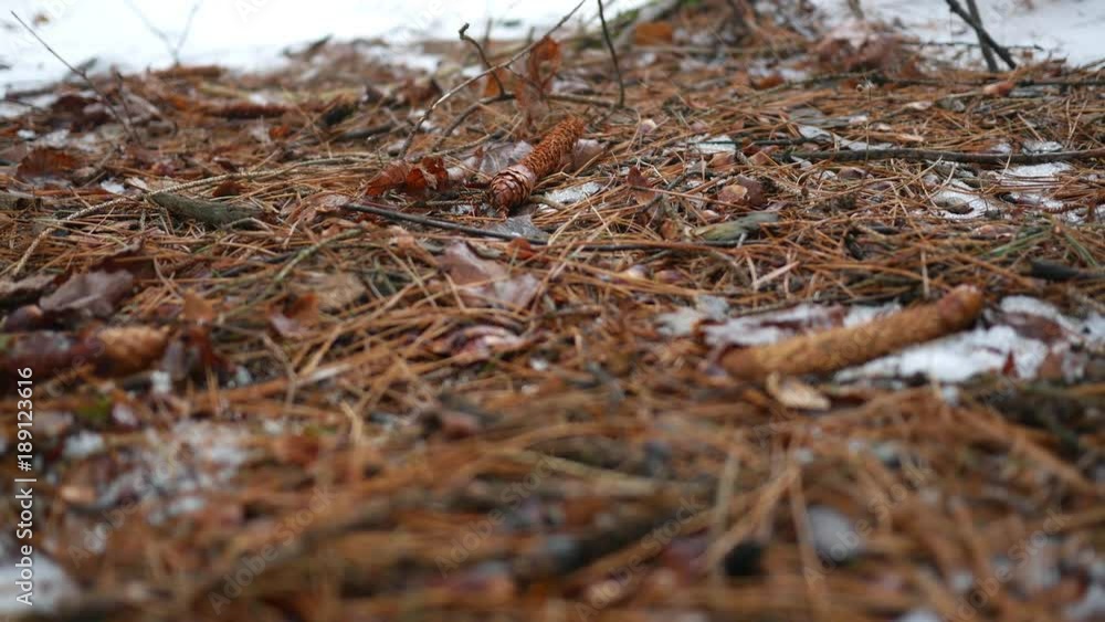 Camera slides along the snowy ground of Pennsylvania Conifer forest in winter ALT Camera slides along the snowy ground of Pennsylvania Conifer forest in winter ALT