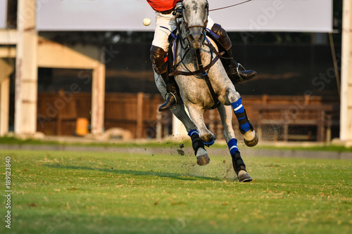 Polo Horse Player Riding